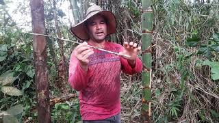 Face de la luna y medidas al momento de cortar estacones de guadua para el cultivo de maracuyá.