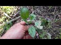 houttuynia cordata medicinal plants and their uses iu mien tv2