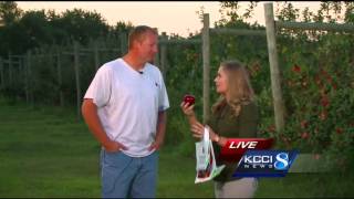 Iowa farmer boasts best apple crop ever