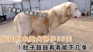 凶猛的中亚犬怀孕55天，肚子鼓鼓看看能下几条，大家拭目以待吧！