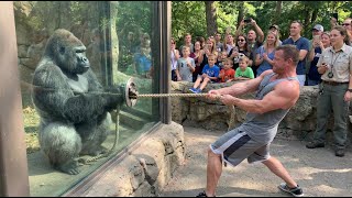 Gorilla vs Bodybuilder: Zoo Tug War Challenge You Can’t Miss! 🦍💪