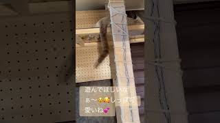 【メープルちゃん😽】しっぽ可愛いね💕#猫#子猫#しっぽ #にくきゅう #猫耳