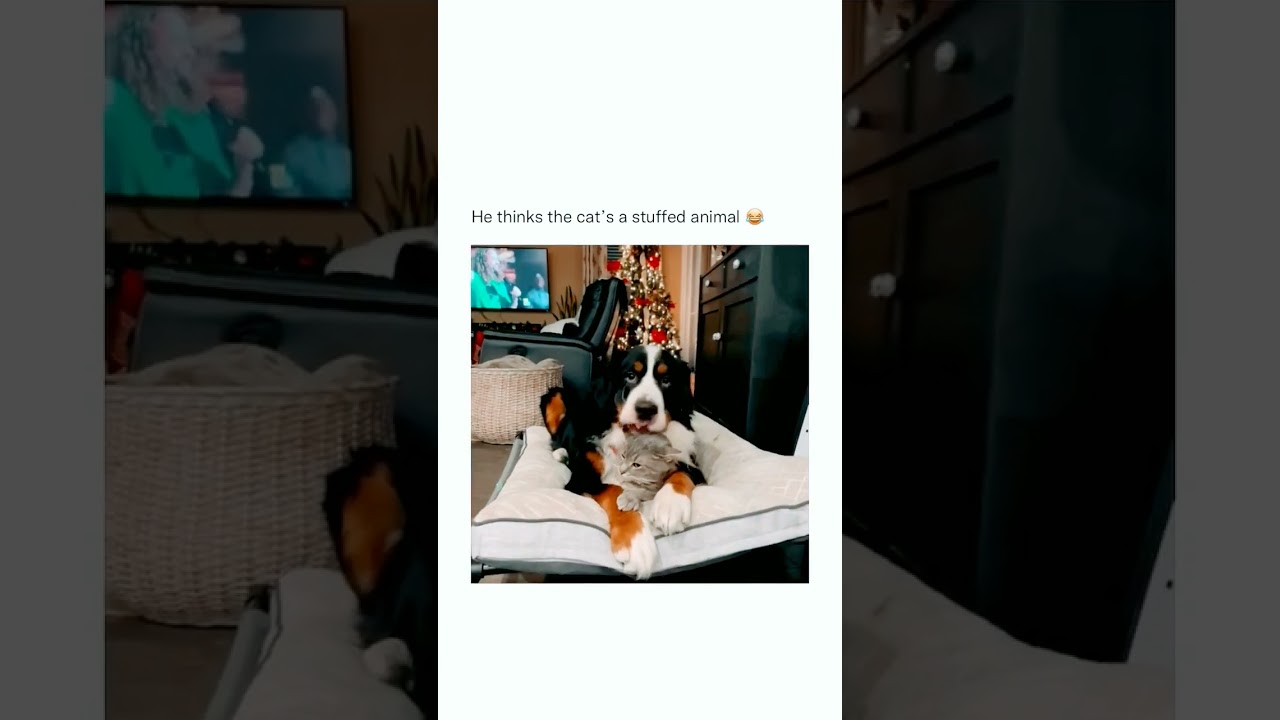 Cat Multi Terrain Loader Filter Replacement Tips Housepetscare