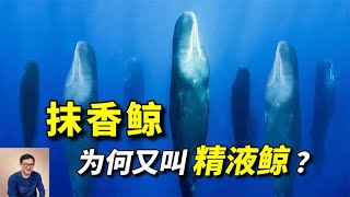 抹香鲸为什么又叫“精液鲸”？神秘仪式竟能10分钟恢复活力！