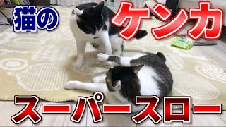 猫の喧嘩をスローモーションで撮影して効果音をつけたらそれっぽくなった