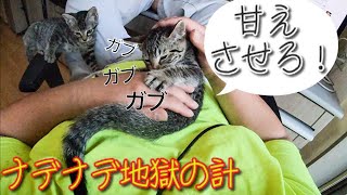 編集中に限って激しく邪魔をして甘えてくる双子の子猫のキキ／ A kitten who is happy to stroke