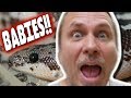 LIVE BIRTH SNAKE BABIES!!! **SAND BOAS** | BRIAN BARCZYK