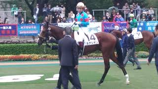 ルナシオン新馬戦パドック！とま～れ！で真正面！現地撮影！東京競馬場！府中牝馬Sの日にデビュー！