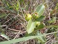 benefÍcios e receita de aracá do cerrado beneficios frutodocerrado frutas