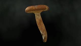 Real mushroom in 3D - Lactarius rufus, 0055