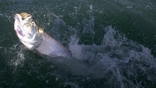 Pêche d'un gros Tarpon aux îles du Salut (Guyane)