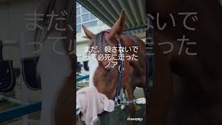 【2024.10.17】まだ殺さないで！私、走れるよ！って。ノア。生きてくれて本当にありがとう。#horse #引退馬協会 #引退競走馬 #競馬