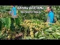 EDISI RANAU BERTAMU mas narto di kebun bang saputra