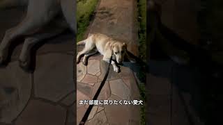 駄々こねる犬