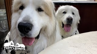 少しでいいからどうしても何か絶対にもらいたいルンルンとアランです　Great Pyrenees　グレートピレニーズ