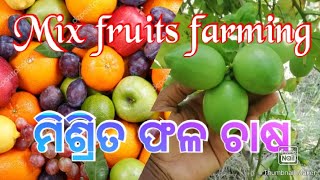 Mix fruit farming || ମିଶ୍ରିତ ଫଳ ଚାଷ || Sambalpur || Farm Odisha