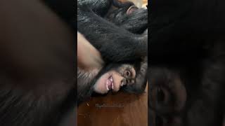 Sugriva the 167 lb chimp , tickling Angada the chimp 50 lbs. that’s is a 😂 laughing chimpanzee.