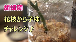 【胡蝶蘭】花枝から子株チャレンジ♪