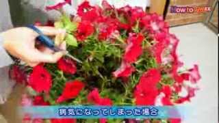 植物の病害虫対策【コメリHowtoなび】