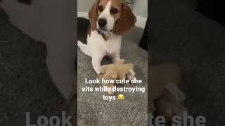 Adorable beagle #shorts #youtubeshorts #cute #toydestroyer #crazydaisy #beagle #dog #adorable