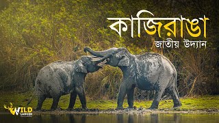 কাজিরাঙা জাতীয় উদ্যান | Kaziranga National Park | Wildlife at kaziranga | Wildlife Photography