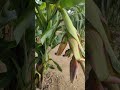 backyard banana tree hybrid banana banana food breakfast healthyfood healthy yummy vegan