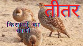 titar  तीतर Partridge  #birds #titari