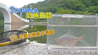 Sophia 釣魚日誌 #3 大湖公園釣牛屎鯽