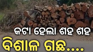 ଗଛ କାଟିବାକୁ ବିରୋଧ କରି ଅନଶନ ଓ ପ୍ରତିବାଦ କଟକ 👍Please subscribe and share 👍