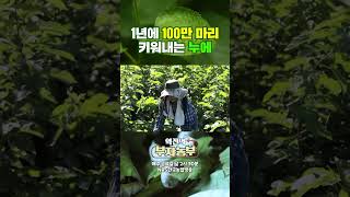 [역전의 부자농부 320회] 1년에 100만 마리 키워내는 누에