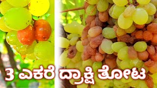 😭 3 ಎಕರೆ ದ್ರಾಕ್ಷಿ ಸಂಪೂರ್ಣ ಸರ್ವನಾಶ ll Grapes information ll #video #india #vijayapur #MFA