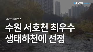 수원 서호천 최우수 생태하천에 선정 / YTN 사이언스