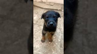 #puppies #20days #rottweiler … 20 days old puppies of Rottweiler