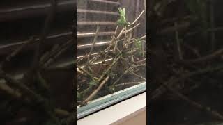 Nestbau Eichhörnchen auf Fenstersims