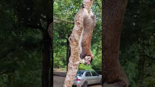 දැකලා තියෙනවාද ලංකාවේ ජාතික සත්ත්වයා💚🇱🇰 |Sri Lankan giant squirrel #srilanka#nationl#animal