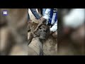 god s miracle two faced cow amazes people in indian village