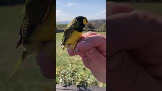 Hooded Warbler | Nature Near You