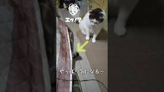 お姉ちゃん猫のしっぽが気になる猫【短い動画】