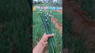 మా పొలం లో ఉల్లికాడలొచ్చాయ్ l #shorts #farming #youtube#springonions