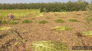 எள்ளு ரூபாய் 1**** / குவிண்டால்  # எள்ளு அறுவடை செய்யும் முறை # manual harvesting # ellu # Gingelly