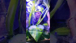 Pregnant Guppy fish/ About to give birth  #guppyfish #guppyfry  #aquariumhobby #trendingshorts