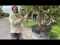 growing a mango tree. in a 200 gallon pot