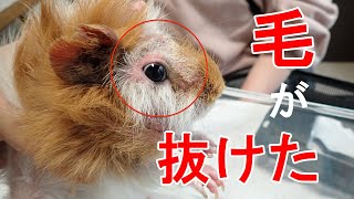 【モルモット】獣医師が教える皮膚病（疥癬症・真菌性皮膚疾患）