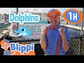 Boats and Sea Animals for Kids With Blippi | 1 Hour of Blippi | Educational Videos for Kids