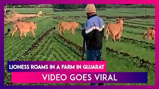 Lioness Roams In A Farm In Gujarat As People Fearlessly Watch The Two Big Cats; Video Goes Viral