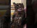 A cat is enjoying stories told by mom #shorts #cat #funny