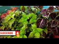 summer care of coleus plant गर्मी में कोलियस के पौधे की देखभाल कैसे करे पत्तिया गिरने से केसे बचाये