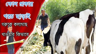 এবার কলা গাছ গরুকে খাওয়াব কোন প্রকার খরচ ছাড়াই।খামার আমার