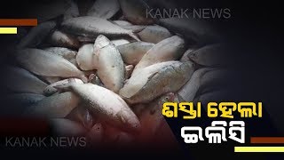 Ilish Fish Price Drops In Paradip