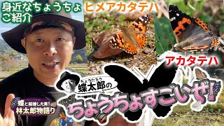 【昆虫すごいぜ続編】カマキリ先生より熱弁！アカタテハとヒメアカタテハ！身近なちょうちょをご紹介シリーズ！ 蝶太郎物語りNo.237